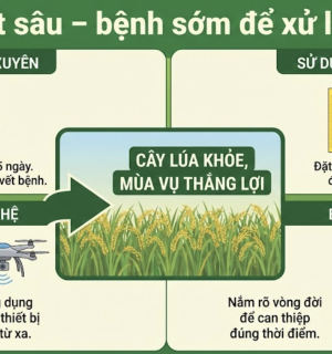 Nhận biết sâu – bệnh sớm để xử lý kịp thời